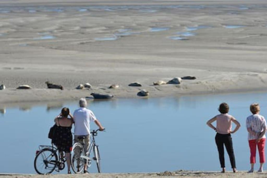 Hamac Face Berck